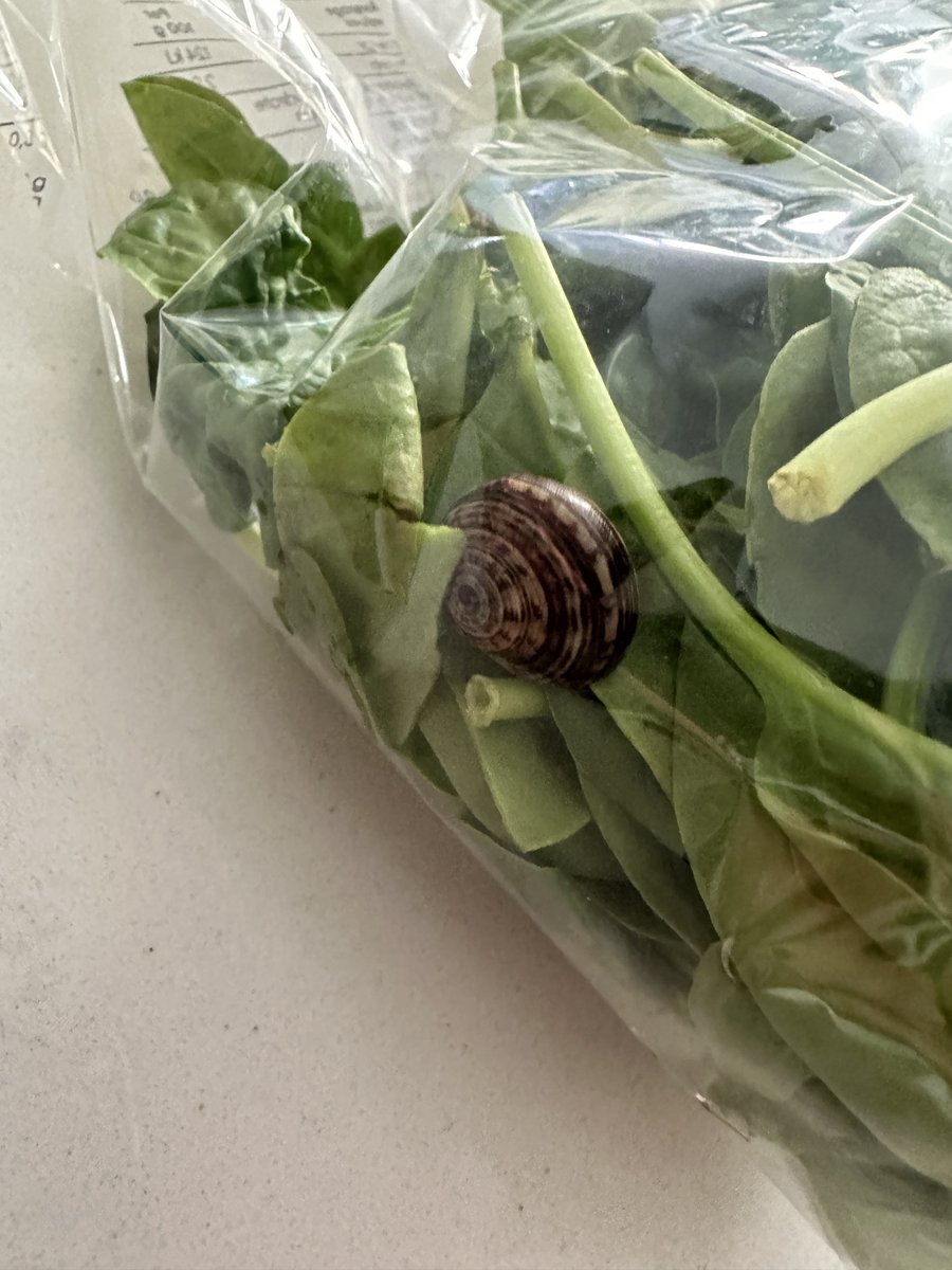 TheVandaliser's tweet photo. Hey @WOOLWORTHS_SA. I’m vegetarian. I’d REALLY appreciate it if there weren’t snails in my baby spinach https://t.co/LGY1n5h3XD