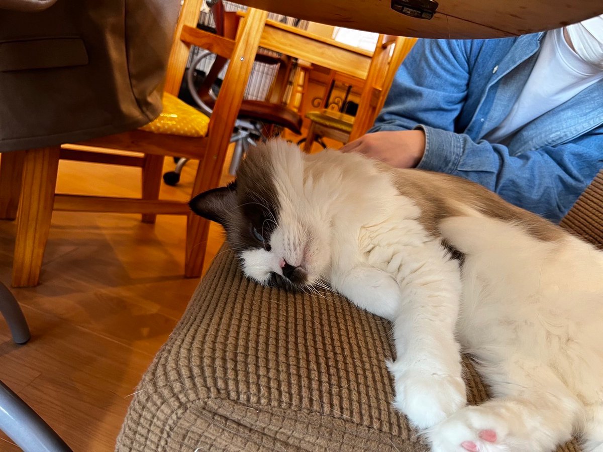 chu_neco_'s tweet photo. 今年の新歓イベントは猫カフェの｢たまねこ｣にて開催させてもらいます！

そして今日はその第1回目！☝
中にはお膝に乗ってもらえた参加者もいて、皆癒されていました😊

これから参加される方もお楽しみに…！

#たまねこ https://t.co/92dCaPRScZ