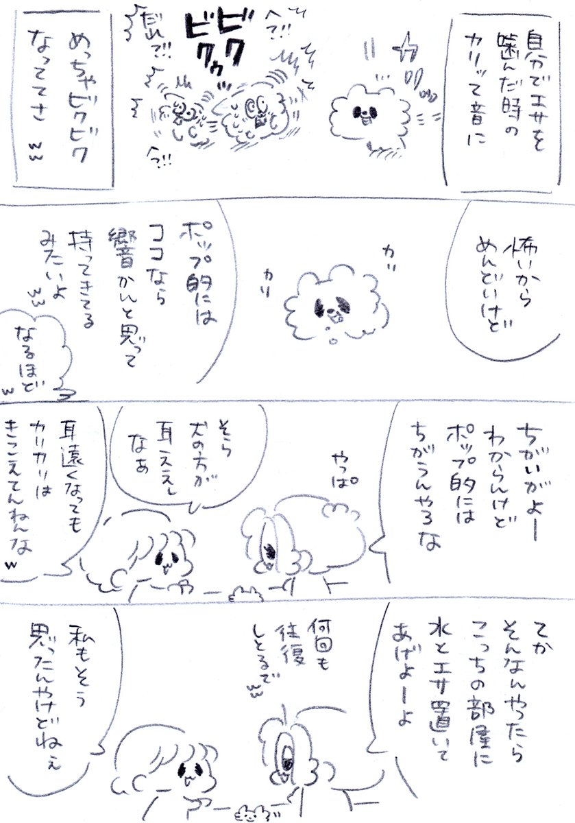 一粒ずつ持ってきて食べてたの可愛かったな😋
#うちのおばあワン #犬のいる生活 