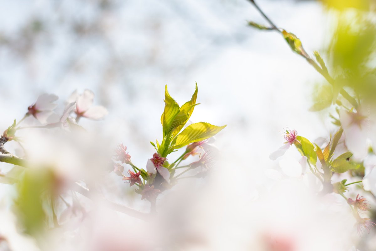 Smurf_1105's tweet photo. カメラを連れてフラフラと街を歩きに行こう。もうすぐ5月か〜🎏

#z30 #oldlens https://t.co/W2OPxNpfae