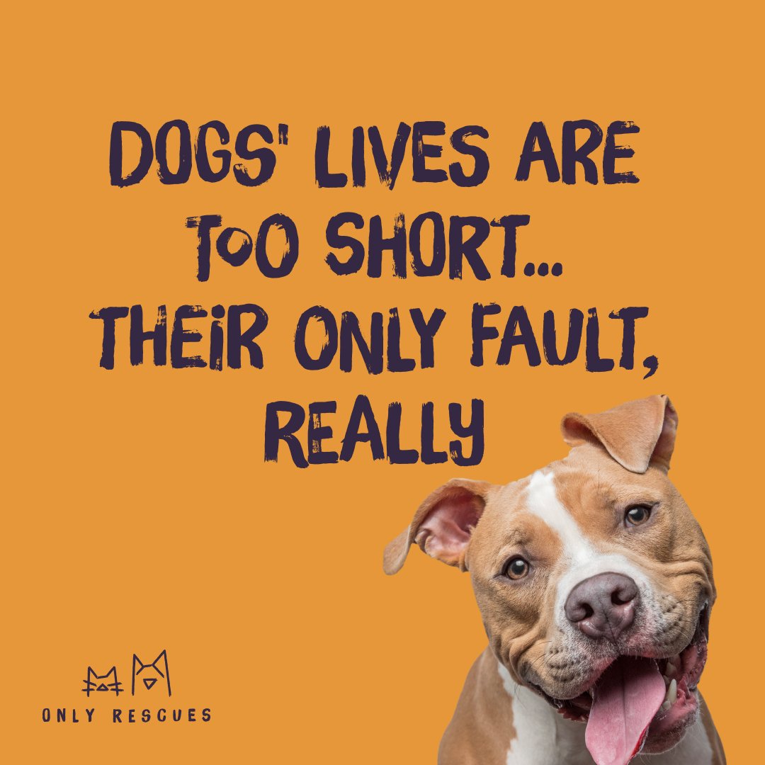 OnlyRescues's tweet photo. #AdoptDontShop #rescueanimals #dogsoftwitter #RescueDogs https://t.co/jVR48SavN7