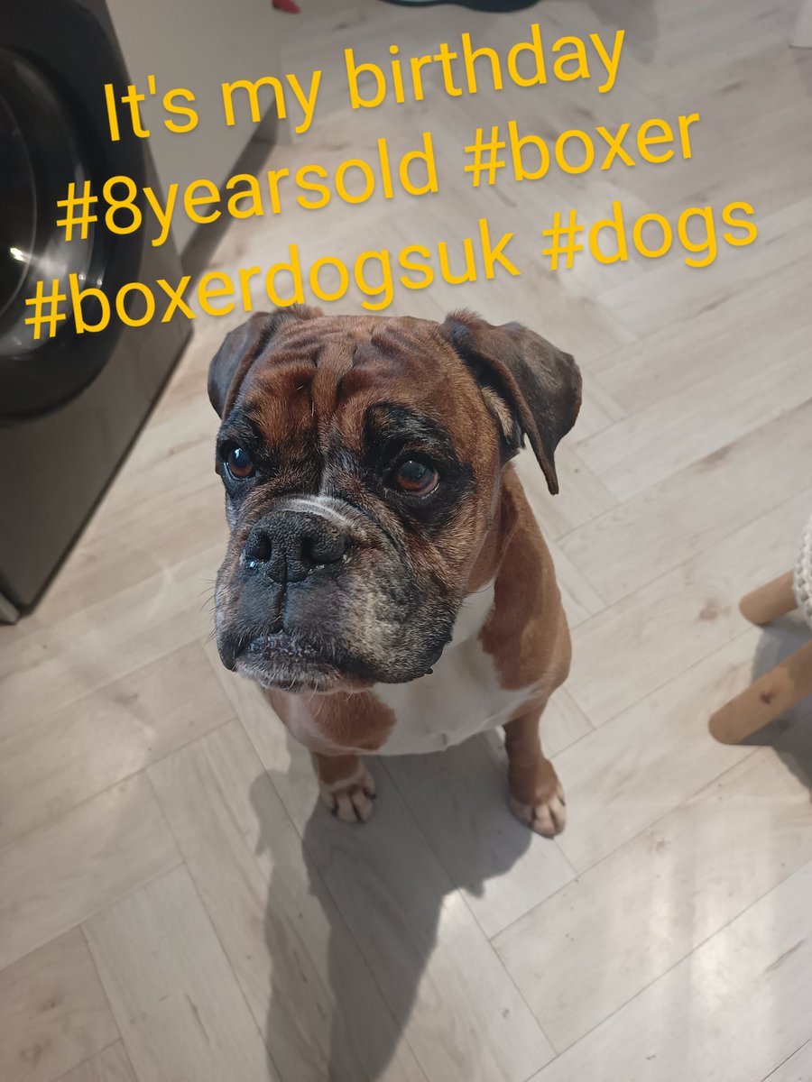 JanetBoxer's tweet image. It's my birthday #8yearsold #boxer #boxerdogsuk #dogs