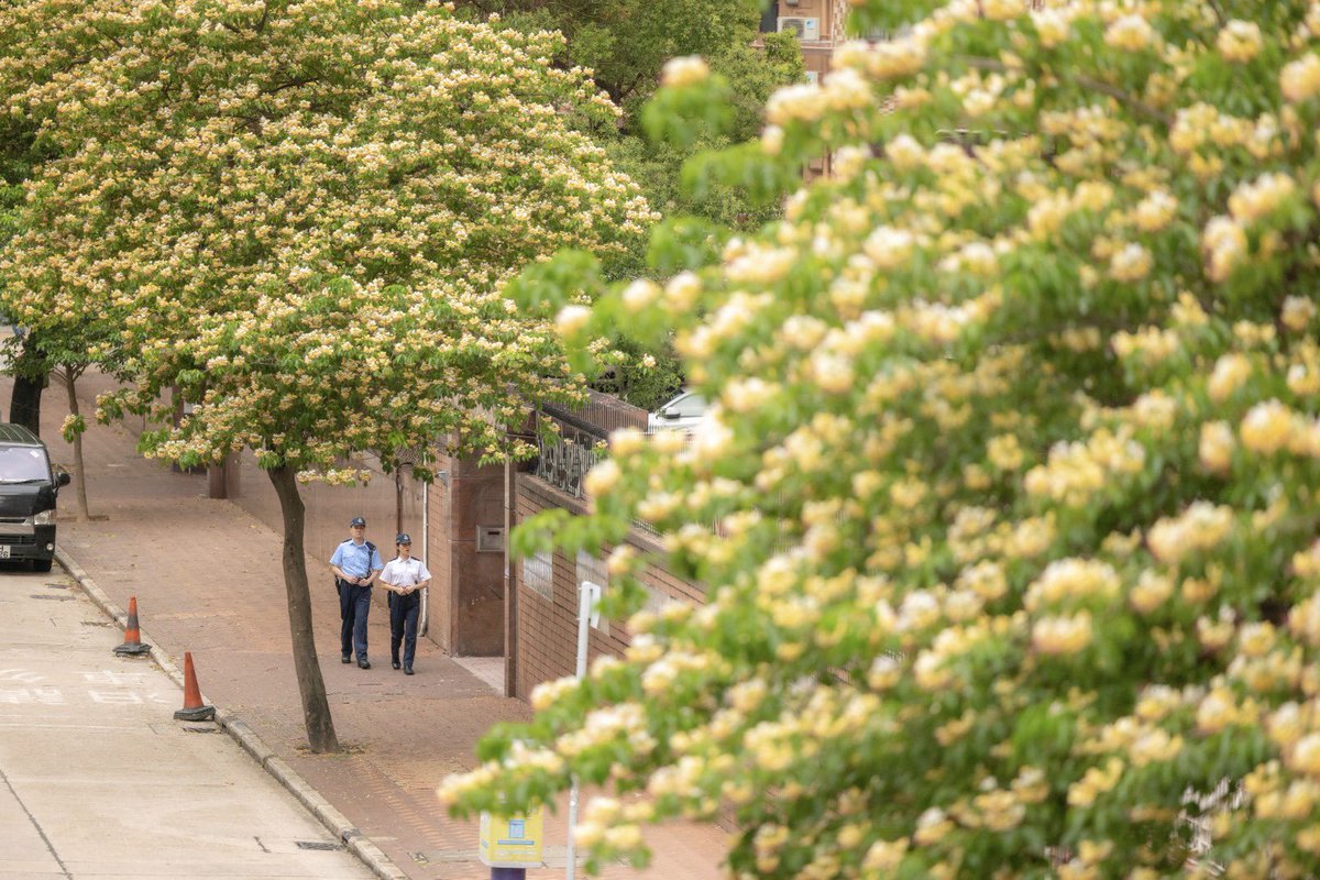 hkpoliceforce's tweet image. #HKPFootprint🚓|#SpiderTrees🌼🌳in📍#PrinceEdward+#TaiKokTsui’re blooming w/ luxuriant petals in mellow yellow+demure ivory,w/ scarlet spidery stamens peeking thru them—blending in w/ the neighbourhood harmoniously,like how👮🏻‍♂️👮🏻‍♀️’ve you covered in every nook+cranny of everyday life