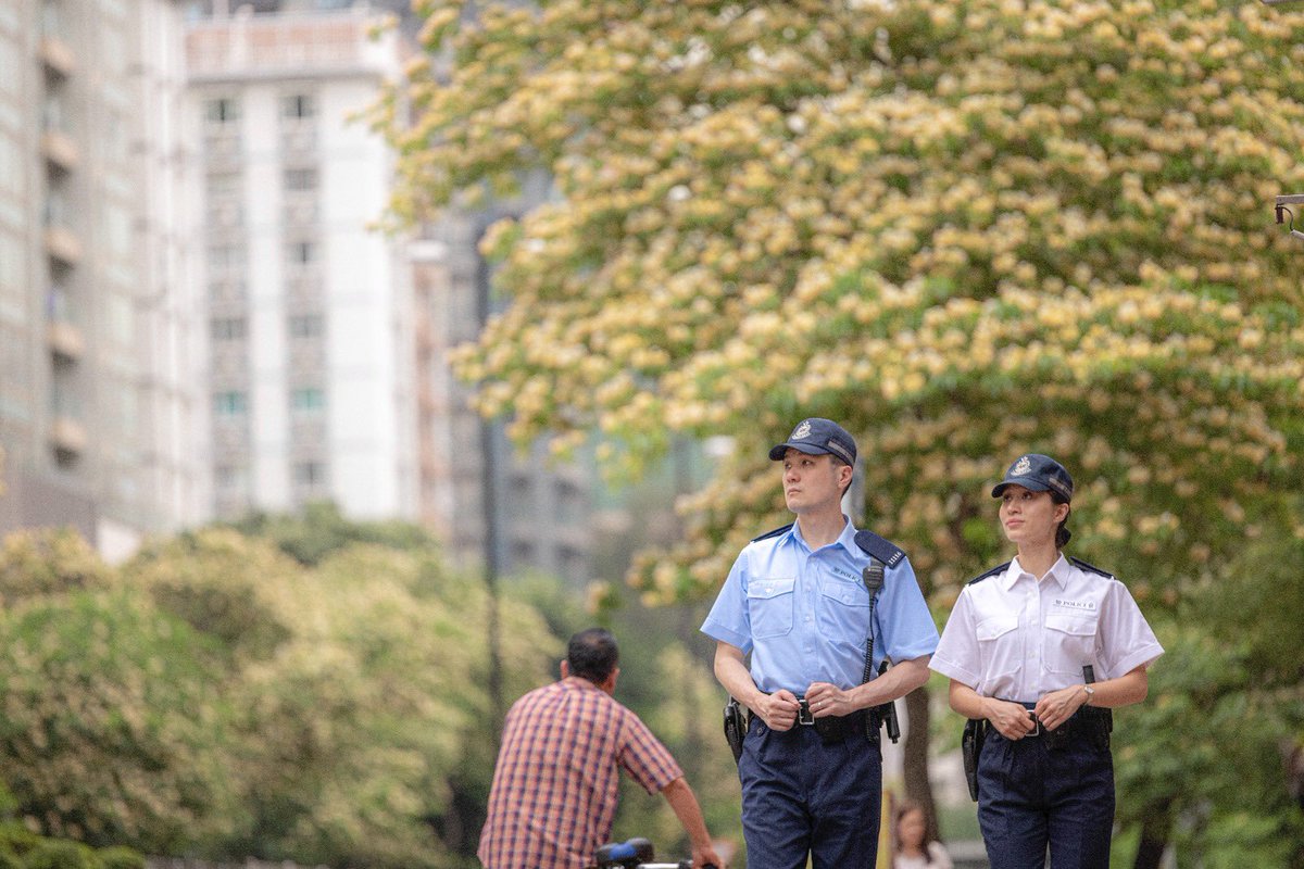 hkpoliceforce's tweet image. #HKPFootprint🚓|#SpiderTrees🌼🌳in📍#PrinceEdward+#TaiKokTsui’re blooming w/ luxuriant petals in mellow yellow+demure ivory,w/ scarlet spidery stamens peeking thru them—blending in w/ the neighbourhood harmoniously,like how👮🏻‍♂️👮🏻‍♀️’ve you covered in every nook+cranny of everyday life