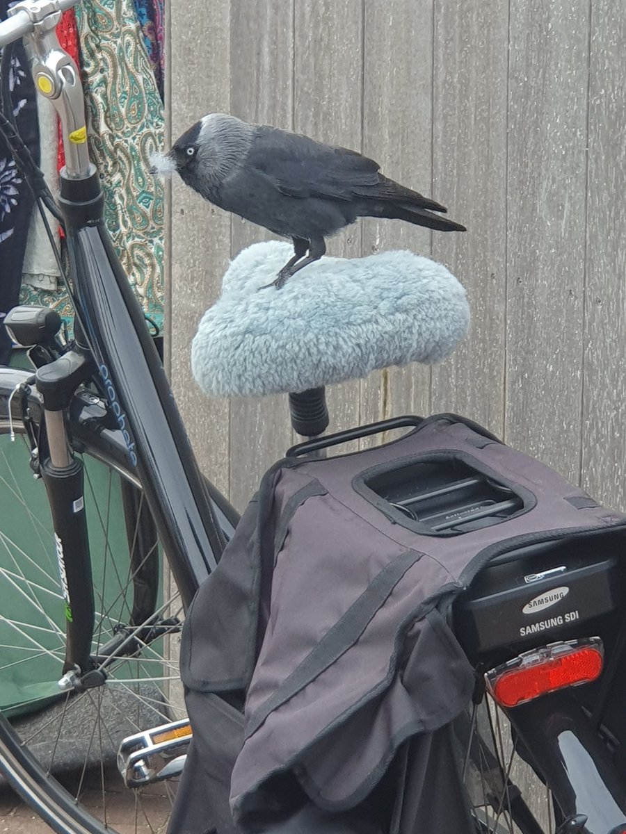 HanKuijper's tweet photo. "Mijn gezinnetje zit thuis en ze hebben het koud.. "

#Noordwijk #Bloemencorso #Boulevard https://t.co/hXUmqjUVqB