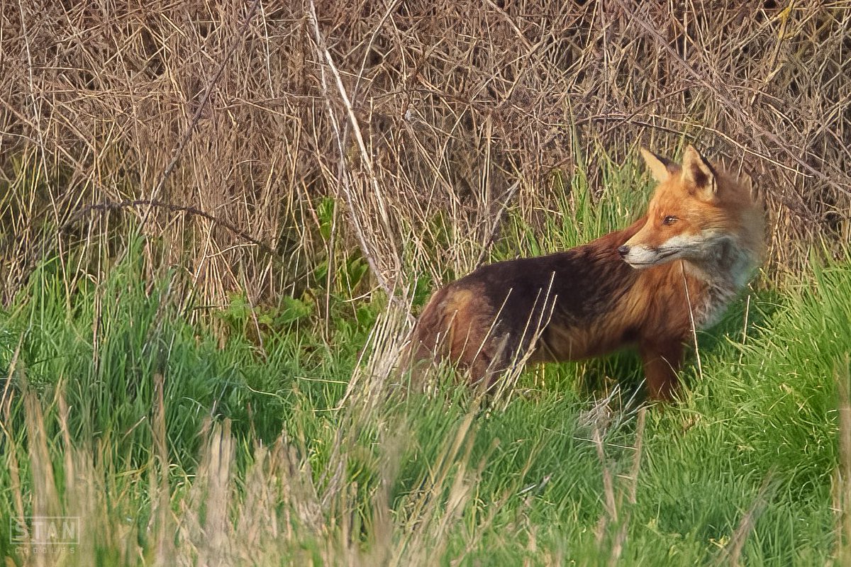 Making sure no one is following #FoxOfTheDay #wildlife #wildlifephotography #TwitterNatureCommunity #fox #redfox #redfoxes