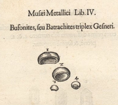 April 23, 1564, birthday of William #Shakespeare. In his 'As You Like It' he mentions toadstones -  fossil fish teeth 🐟
historyofgeology.fieldofscience.com/2011/10/toadst…