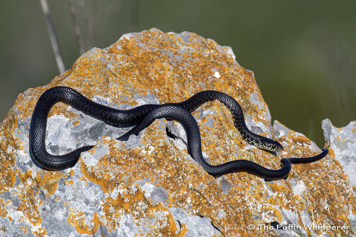 PuffinWhisper's tweet photo. #Biacco #greenwhipsnake #Capri #italy #montesolaro Nice to meet this beauty on the path to Monte Solaro - island of Capri 😍 https://t.co/s6I9Qvcz2O