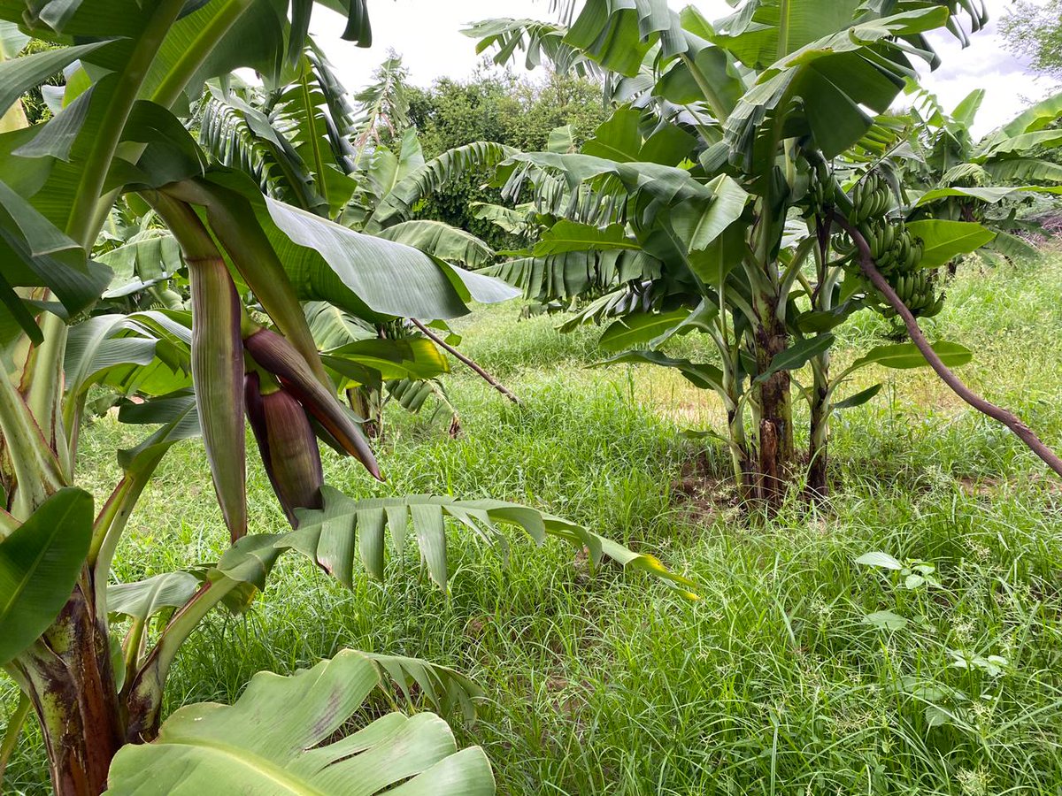 Excited to have received a courtesy visit from my great friends,family&amp;elder bros' <a href="/KKZiwanifarm/">KKZiwanifarm</a> farm,It was a nostalgic moment to meet Brother Sh. Abdiwahab "Bro Mohamed Bare and Missing in action 📸 man bro Abdirahim.  Looking forward to more visits and engagement. #Garissa