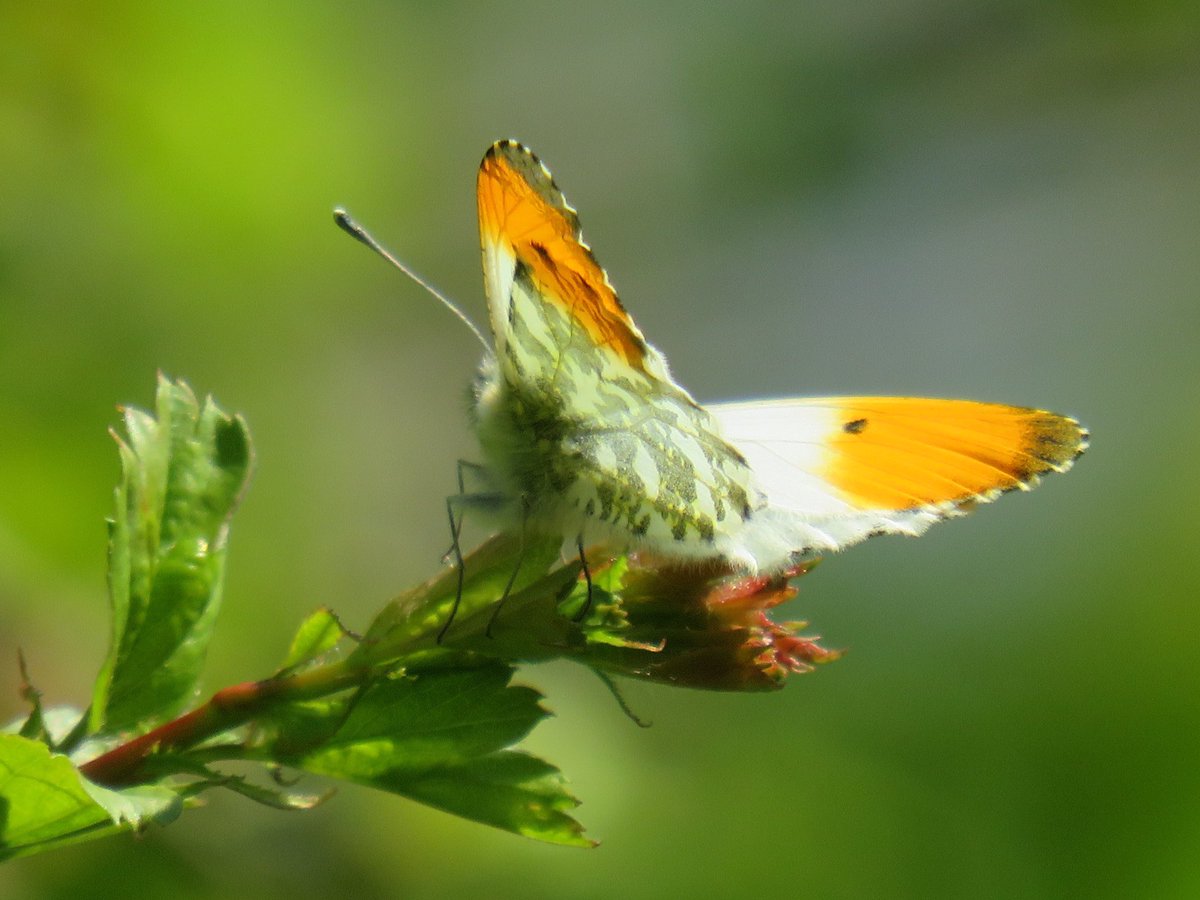 nishaparmar191's tweet image. This weeks #orangetips #ukbutterflies @wildlifebcn