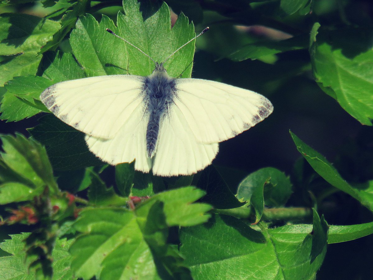 nishaparmar191's tweet image. This weeks #orangetips #ukbutterflies @wildlifebcn