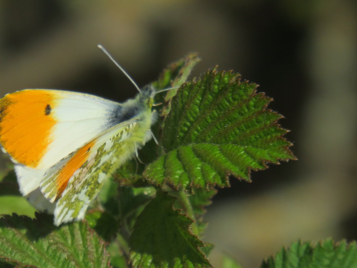 nishaparmar191's tweet image. This weeks #orangetips #ukbutterflies @wildlifebcn