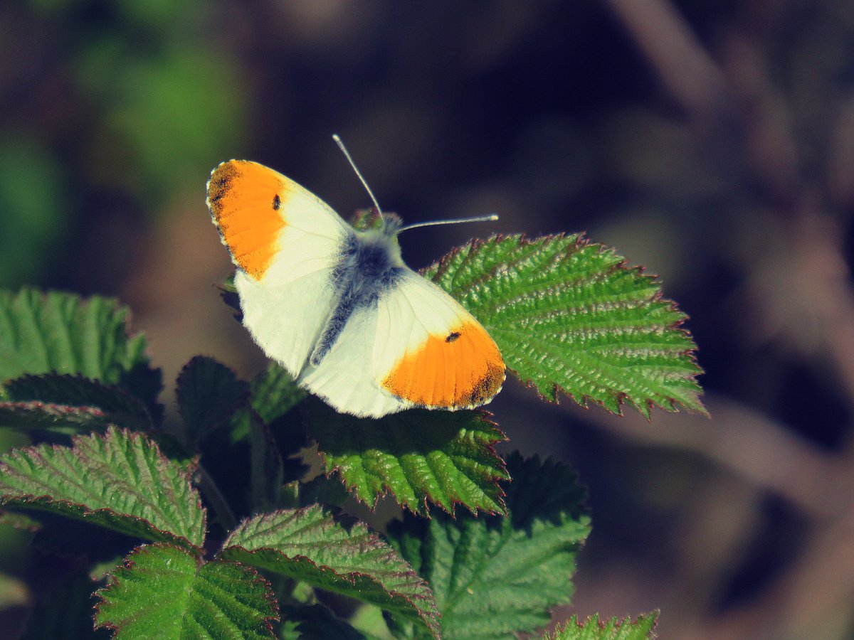 nishaparmar191's tweet image. This weeks #orangetips #ukbutterflies @wildlifebcn