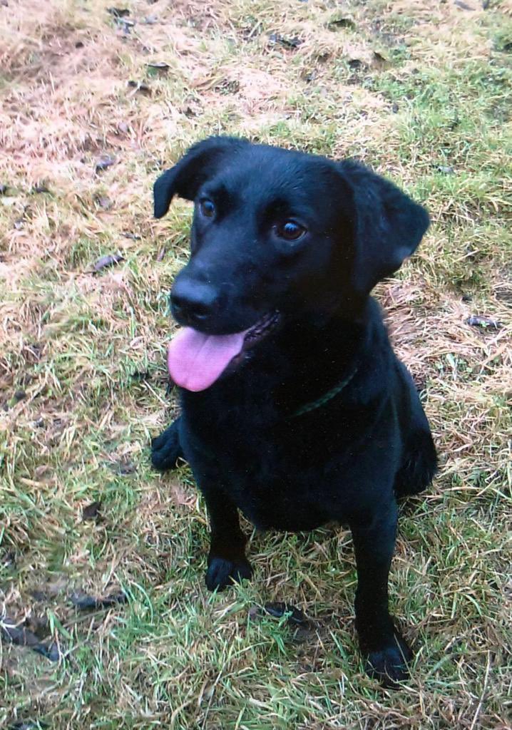 _RobNorman's tweet photo. 🌈 🐾 Heartbreaking news this week that former @WMFSTechRescue and @UK_ISAR_TEAM search dog Mac, has crossed over the rainbow bridge. 
The thoughts of both teams @WestMidsFire are with Pete and the family at this time. 🐾🌈 https://t.co/vZHRMJLpzU