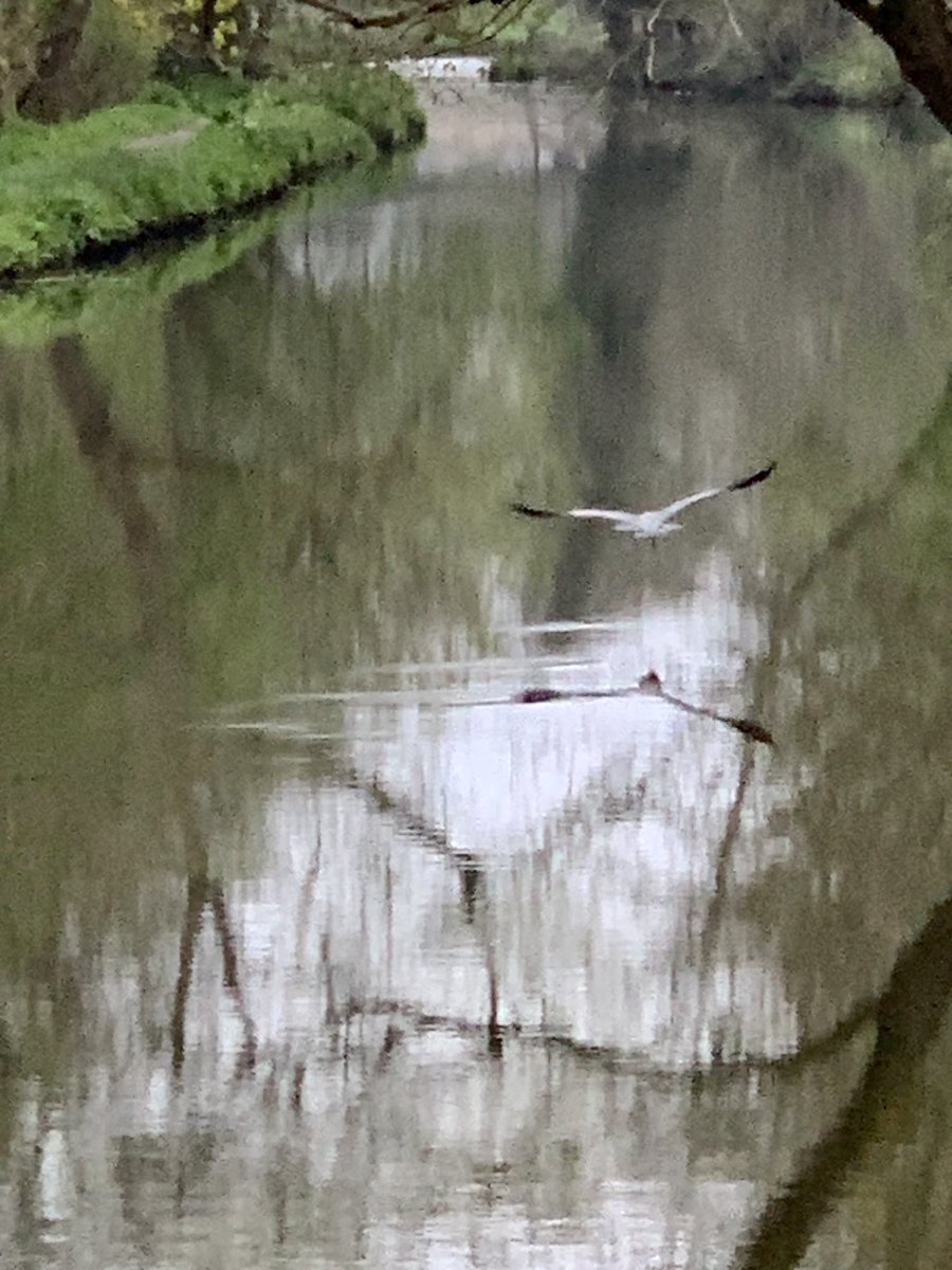 Lovely walk along the ⁦<a href="/NTRiverWey/">NTRiverWey</a>⁩ on Friday morning with deer and heron. #Godalming #Guildford