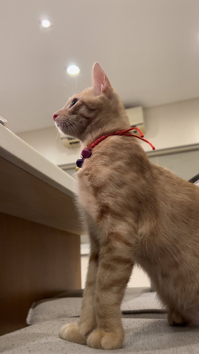 JodiStaMaria's tweet image. 🤍🤍🤍 Naia 🤍🤍🤍 It’s getting harder to have a picture with this one coz he only wants to play! Turning 5 months next week ☺️