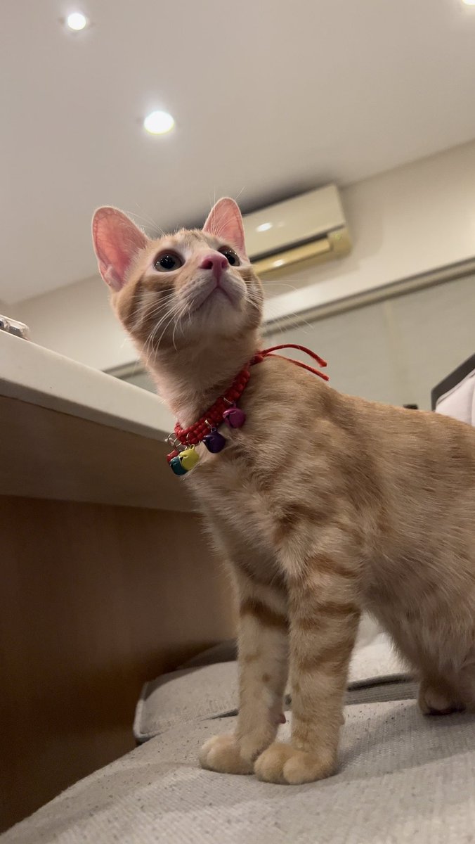 JodiStaMaria's tweet image. 🤍🤍🤍 Naia 🤍🤍🤍 It’s getting harder to have a picture with this one coz he only wants to play! Turning 5 months next week ☺️