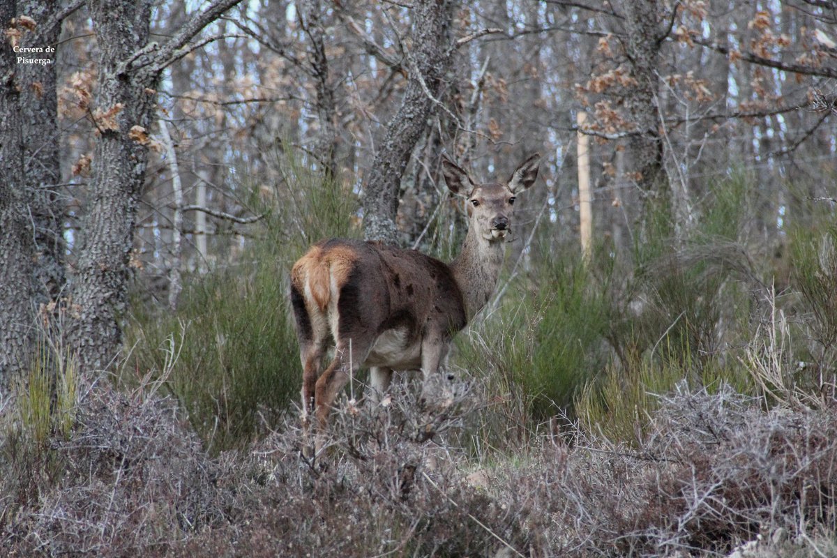 Cervera de Pisuerga tweet media