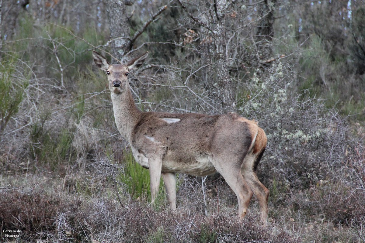 Cervera de Pisuerga tweet media
