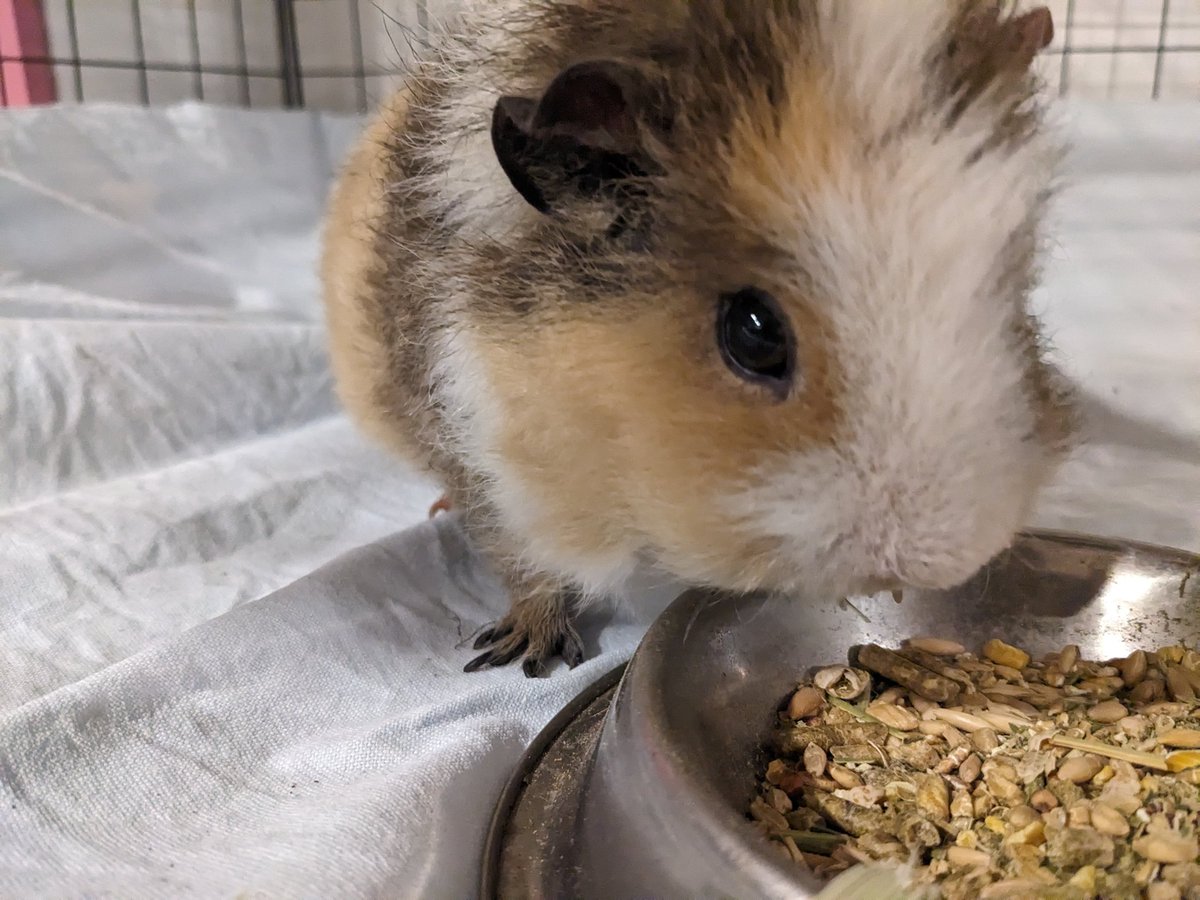 Humoschannel's tweet image. 夜ごはん中
#guineapig #pet #モルモット #小動物 #癒やし