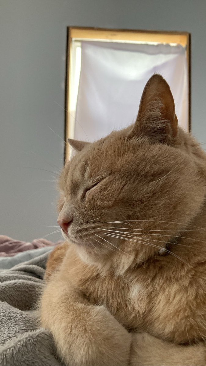 tinyadvjourney's tweet photo. Meow https://t.co/zbCOWkNpqb