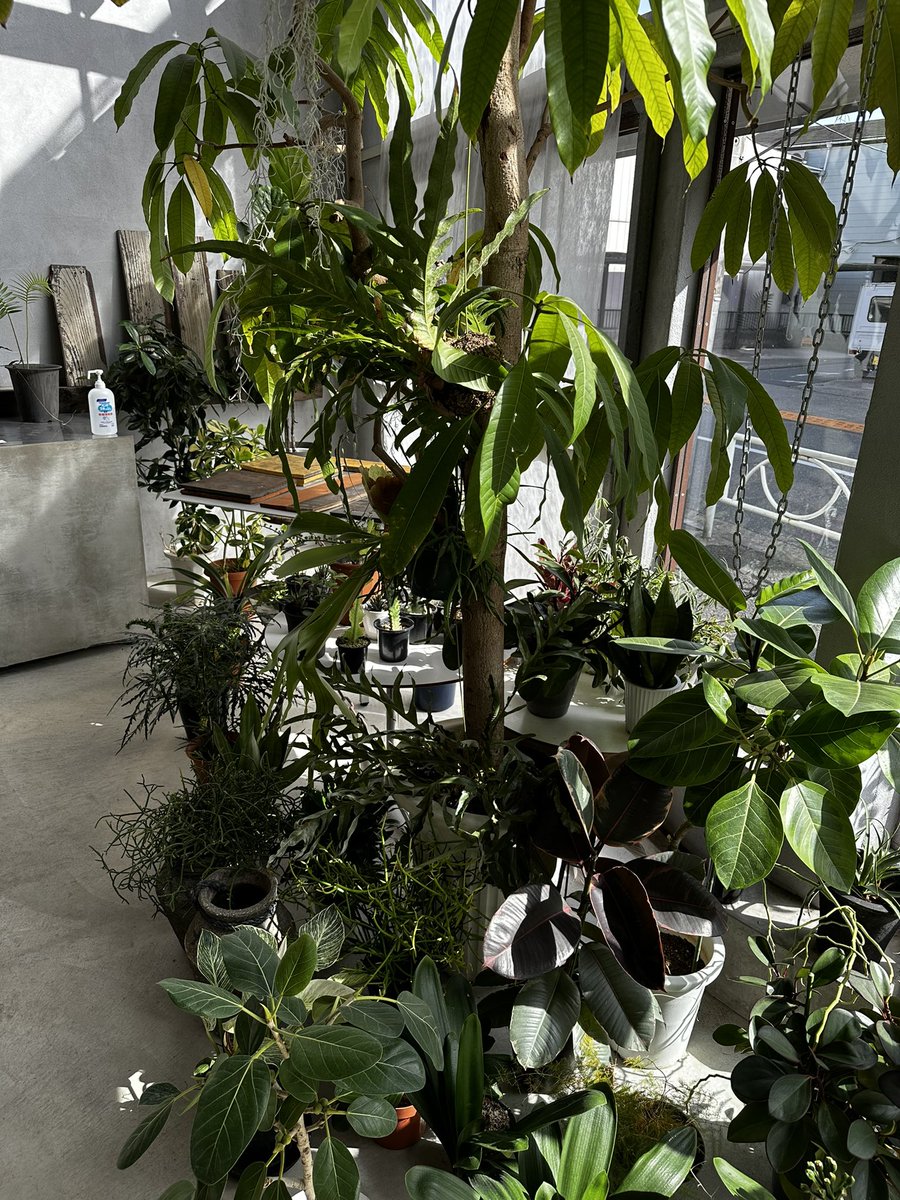 Satorunrunrun's tweet photo. 新入りちゃん 🌱
ペペロミア 🌱

Green Thanks Supply 植物園
という
素晴らしいハコ🏠で開催されている
EXHIBITION : The Shape of Dialogue 001
という
とてもワクワクする潮美さんが企だてている｢NULL｣のイベントにて

他にも可愛い子🌱いっぱいいたよ

#曳舟
@NULL_narrative 
@visionglassjp https://t.co/rO3ReNI7Sm