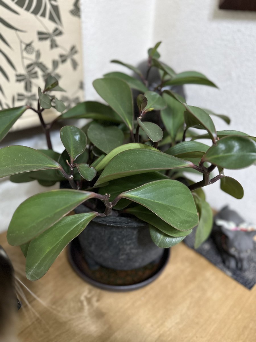 Satorunrunrun's tweet photo. 新入りちゃん 🌱
ペペロミア 🌱

Green Thanks Supply 植物園
という
素晴らしいハコ🏠で開催されている
EXHIBITION : The Shape of Dialogue 001
という
とてもワクワクする潮美さんが企だてている｢NULL｣のイベントにて

他にも可愛い子🌱いっぱいいたよ

#曳舟
@NULL_narrative 
@visionglassjp https://t.co/rO3ReNI7Sm