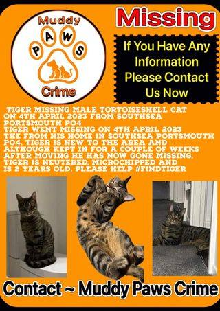gelert01's tweet photo. #FindTiger missing #Southsea #Portsmouth #PO4 04/04/2023 New to the area #Chipped #Neutered @muddypawscrime @lisffc @KarenFi51820768 @karensarah66 @CarolPoyerPeett @MissingPetsGB @SAMPAuk_ @catsfromulthar @CatsMissing @cherwellcats @CatsProtection @catsofinstagram @Cats2Save https://t.co/bIUA3WMgNv