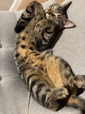 gelert01's tweet photo. #FindTiger missing #Southsea #Portsmouth #PO4 04/04/2023 New to the area #Chipped #Neutered @muddypawscrime @lisffc @KarenFi51820768 @karensarah66 @CarolPoyerPeett @MissingPetsGB @SAMPAuk_ @catsfromulthar @CatsMissing @cherwellcats @CatsProtection @catsofinstagram @Cats2Save https://t.co/bIUA3WMgNv