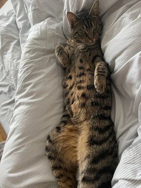gelert01's tweet photo. #FindTiger missing #Southsea #Portsmouth #PO4 04/04/2023 New to the area #Chipped #Neutered @muddypawscrime @lisffc @KarenFi51820768 @karensarah66 @CarolPoyerPeett @MissingPetsGB @SAMPAuk_ @catsfromulthar @CatsMissing @cherwellcats @CatsProtection @catsofinstagram @Cats2Save https://t.co/bIUA3WMgNv