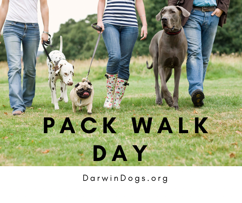 DarwinDogs's tweet image. Ready for our #PackWalk?  Every Sunday from 9-10 in Bradley woods. 

Sign up at bit.ly/3WcKMsZ. 

#dogtraining #GoodDog #Doglover #doglife #dogtrainingtips #morningmotivation