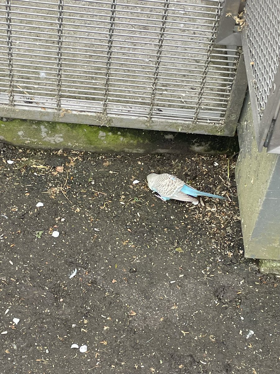 mashandchutney's tweet photo. @hackneycouncil hi! There’s a budgie that’s out of the enclosure in Clissold Park. It’s hanging out right by the enclosure, but I could t find anyone official to let them know https://t.co/BFTFu1K4UO