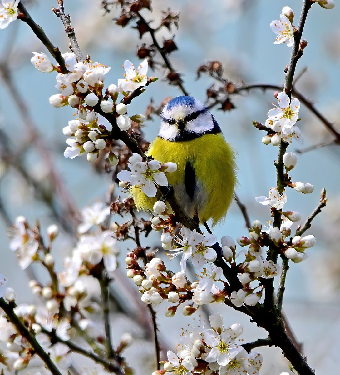 Carl Bovis tweet media