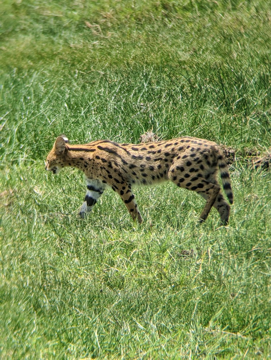 EsterJulius9's tweet photo. Serval cat in Ngorongoro Tanzania 🇹🇿. https://t.co/Xt75qljEI7