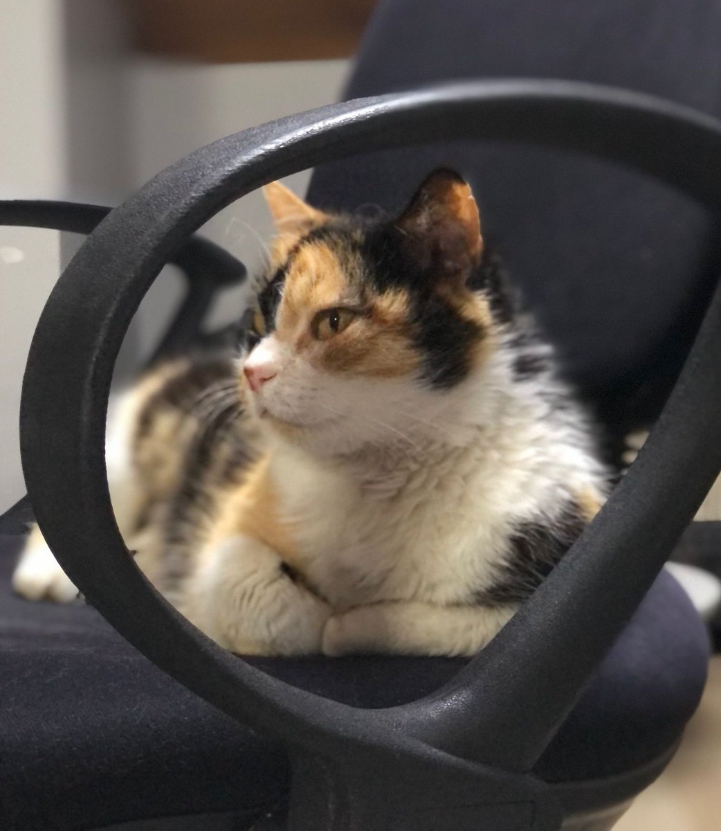 lumsibumsi's tweet photo. Bu güzel calico kız muhtemelen hasta olduğu için evden atılmış. Bir süre üriner mama yemesi gerekiyor. Kısır, insancıl, mırıl mırıl, çok tatlı bir kız. Geçici yuvasına gider gitmez adapte oldu. 1 hafta sonra geçici yuvasında süresi bitiyor. İstanbul içi acil yuva arıyorum https://t.co/iG9CUFIhgs