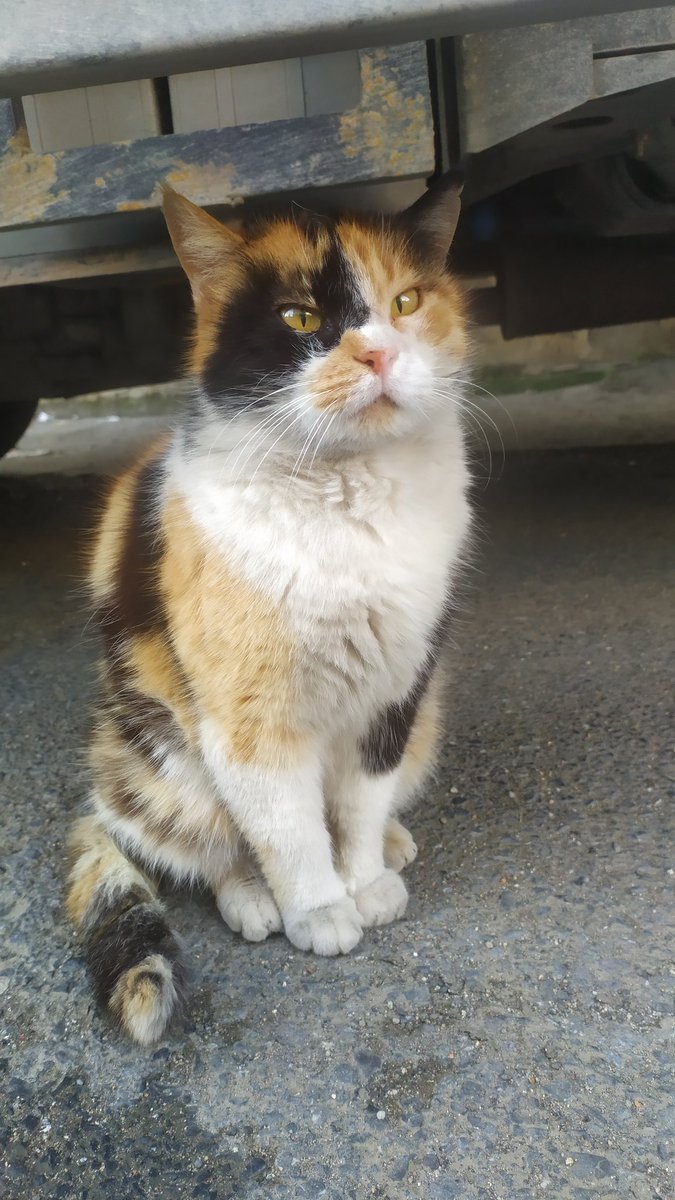 Bu güzel calico kız muhtemelen hasta olduğu için evden atılmış. Bir süre üriner mama yemesi gerekiyor. Kısır, insancıl, mırıl mırıl, çok tatlı bir kız. Geçici yuvasına gider gitmez adapte oldu. 1 hafta sonra geçici yuvasında süresi bitiyor. İstanbul içi acil yuva arıyorum