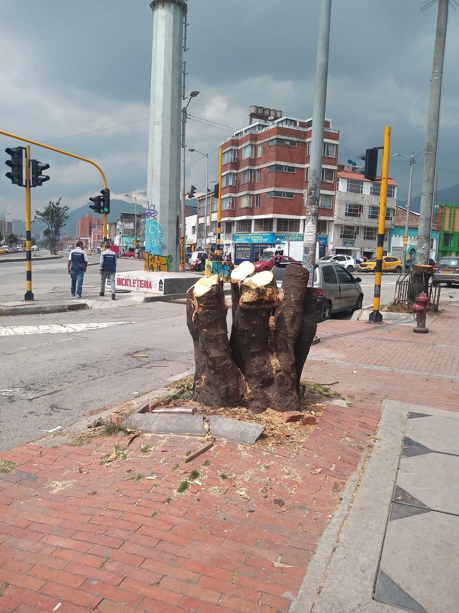 MÁS DE LO MISMO| <a href="/ClaudiaLopez/">Claudia López Hernández</a> ECOCIDA, que no es verde sino podrida 

En la Calle 1 con caracas fueron talados los cerezos, árboles de más de 20 años 

La tala de árboles como negocio
¿Quién autorizó <a href="/JBotanicoBogota/">Jardín Botánico BOG</a> ?

¿Tendrá que ver algo la <a href="/CAR_Cundi/">CAR Cundinamarca</a>? 

#Nosevivedecemento