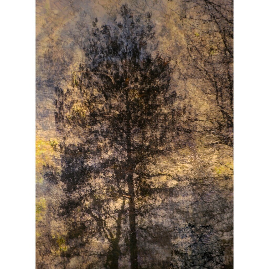 Forest sunset #forest #sunset #multipleexposurephotography #icmphotography #impressionist #impressionistphotography #sheclicksnet #woodland #woodlandphotography instagr.am/p/CrYWtStKXcG/