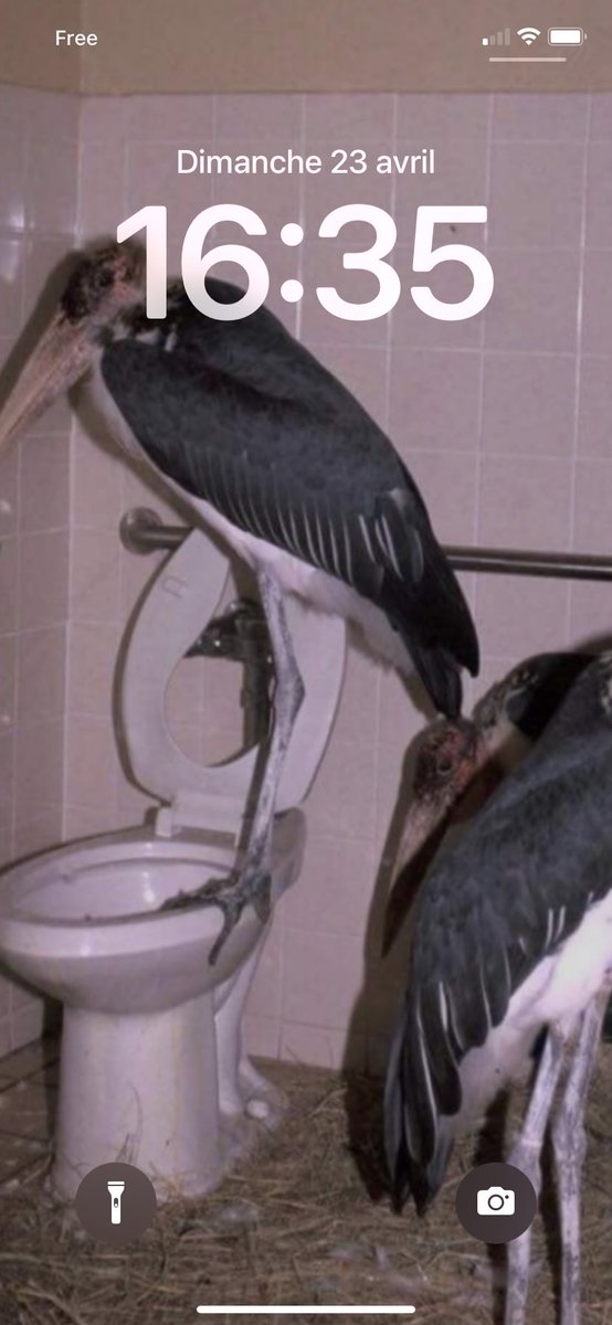 Ste Capharnaüm tweet media