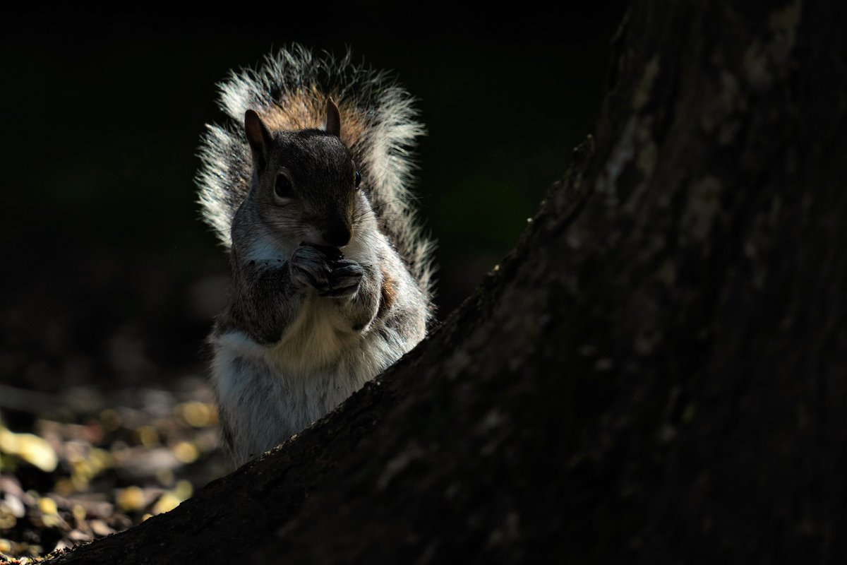 WildlandFocus's tweet photo. Diffident squirrel 

#squirrel #wildlifephotography 
#Ireland #ThePhotoHour https://t.co/nsQKjF9qvj
