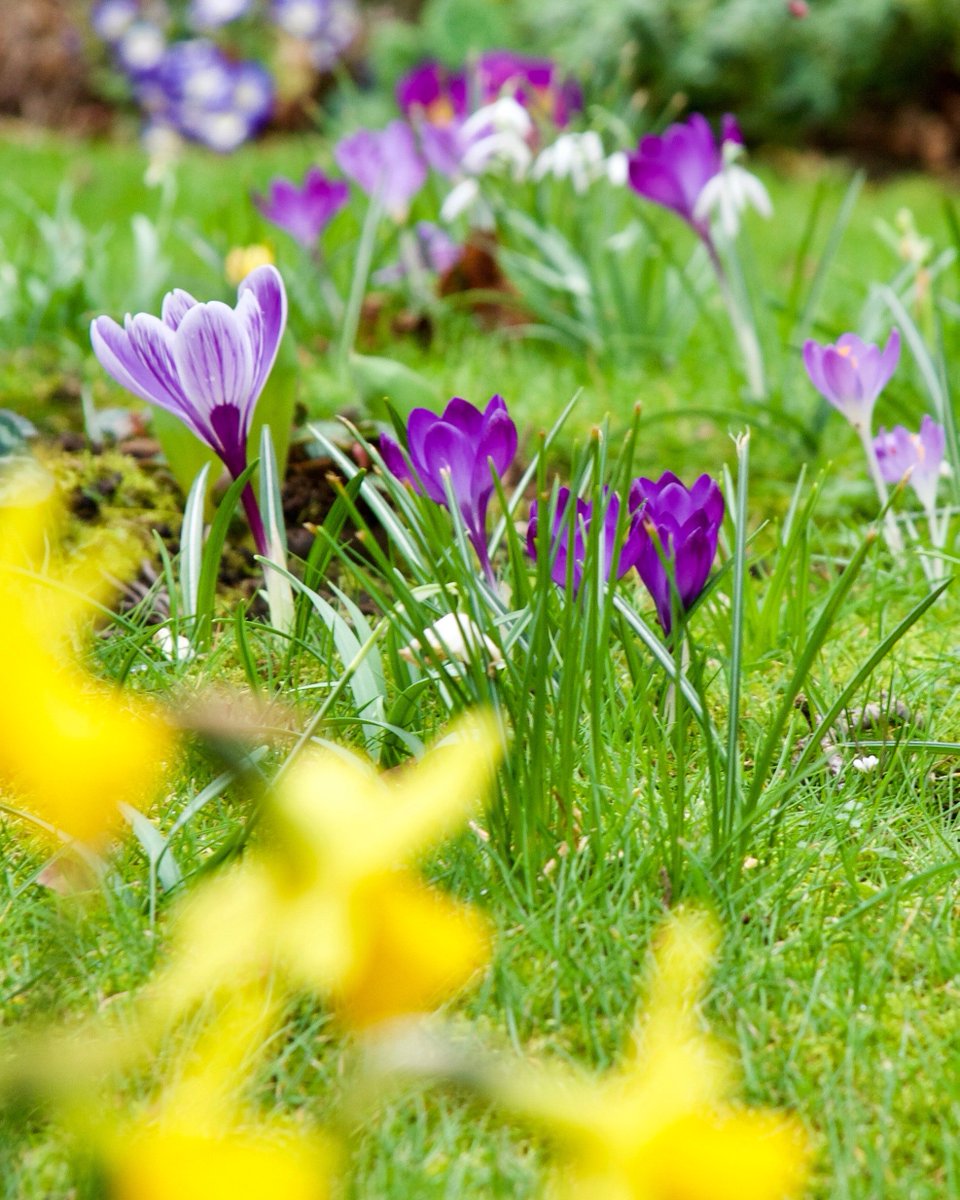 Happy Sunday morning!

#springflowers #spring #flowers #nature #springtime #flower #gardening #photography #tulips #flowerpower #ig #naturelovers #springvibes #springiscoming #daffodils #wildflowers #love #beautiful #perfection #springishere #blossom
