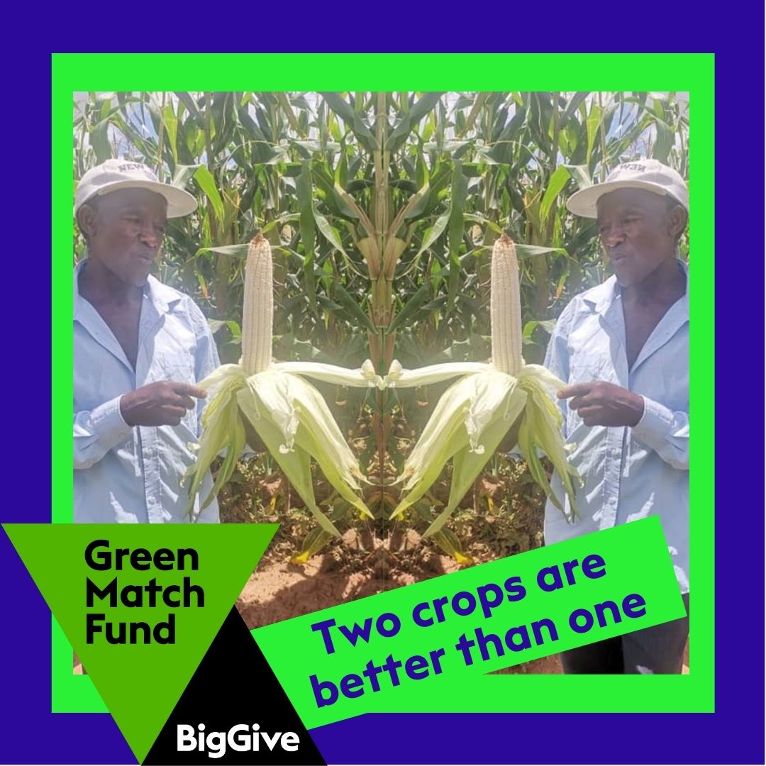 We train Malawian farmers in new farming techniques, so they can increase their yields and provide more food for their families. You can help too - support our fundraising campaign with the @BigGive and your donation will be DOUBLED. Go to t.ly/biggivetiyeni #GreenMatchFund