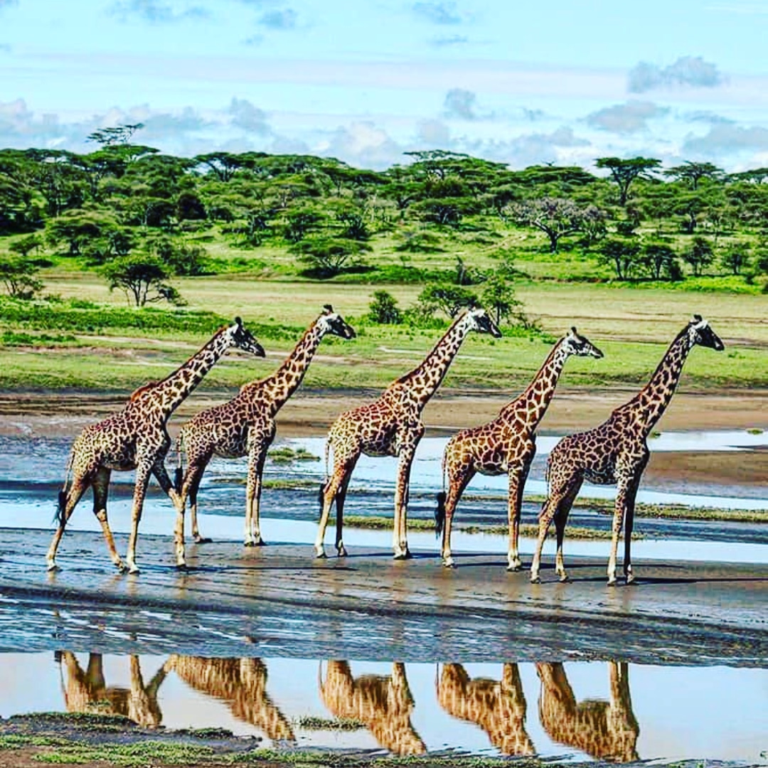 EsterJulius9's tweet photo. The beautiful of tanzania 🇹🇿 in southern serengeti national park. https://t.co/0C0SdQUCg6