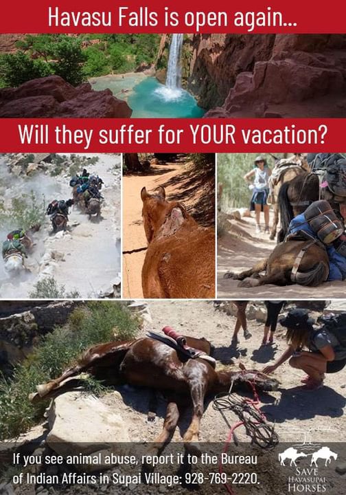 ⚠️✋🏼🛑STOP SCROLLING AND SIGN THE PETITION: STOP THE MISTREATMENT OF THE HAVASUPAI HORSE ‼️
animalvictory.org/petitions/sign…

#animalrights #AnimalLovers #animalcruelty #animalabuse