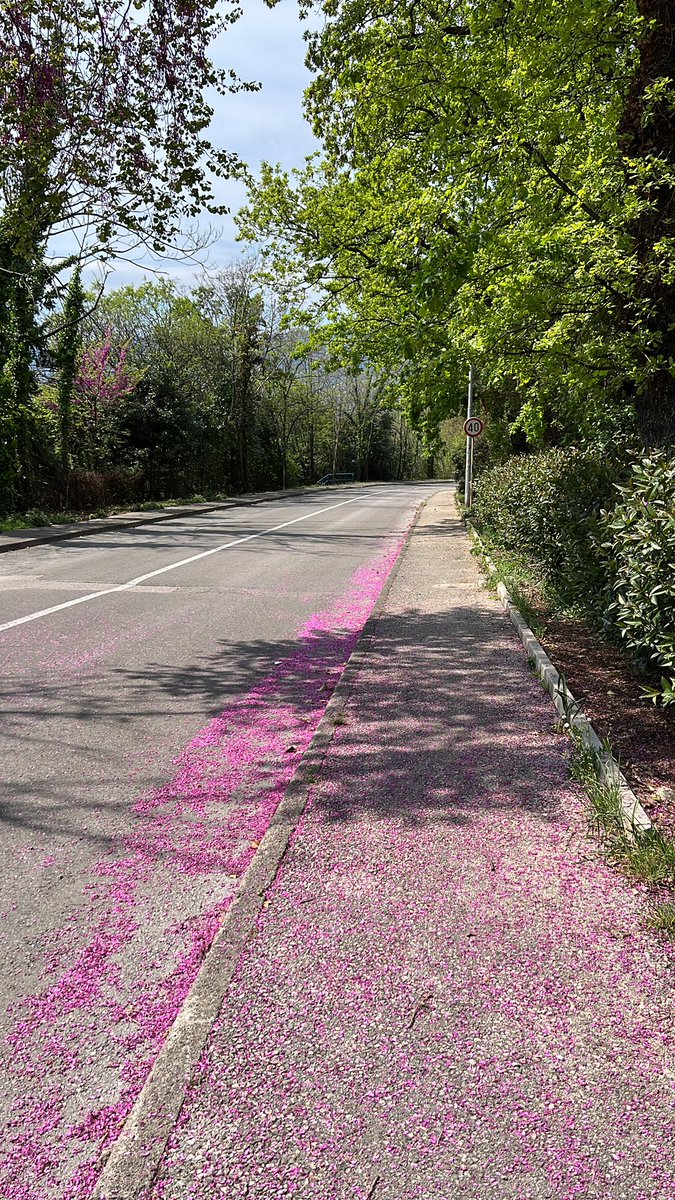 Olya_designs's tweet photo. How the flowers fall from the tree on the road 🥺🌸 https://t.co/oyMKllnLx8