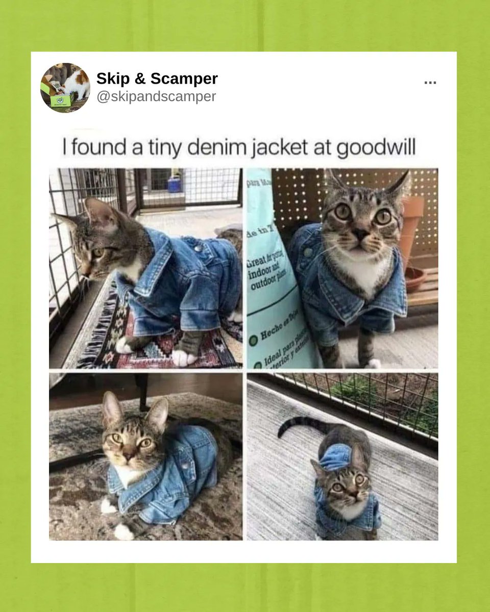 SkipandScamper's tweet photo. It's called fashion 💁 
#catmemes #pets #denim #jacket #fashion #catwalk https://t.co/uFbOYPf6ox