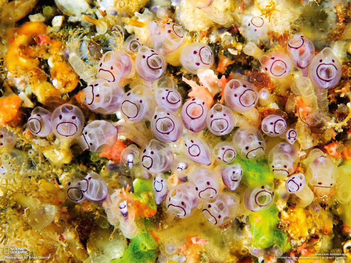minlixfan's tweet photo. Apparently this is a baby sea squirt. https://t.co/xX2UDiQZyZ