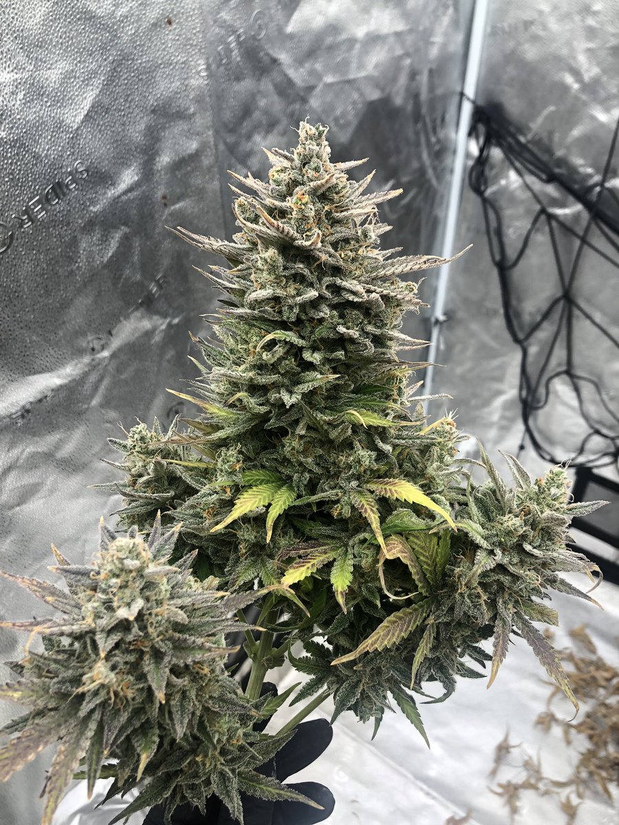 GrowAllDay420's tweet photo. สนใจสินค้าจากฟาร์มเรา ส่ง-ปลีก ติดต่อมาได้ที่ https://t.co/bsXOnlx0CE

#กัญชา #กัญชาog #กัญชาออแกนิค #กัญชากรุงเทพ #แพรกษา #สมุทรปราการ #กรุงเทพ #ปากน้ํา #ศรีนครินทร์ #ห้วยขวาง #รัชดา #กัญชาราคาถูก https://t.co/9mCeP3Y4JR