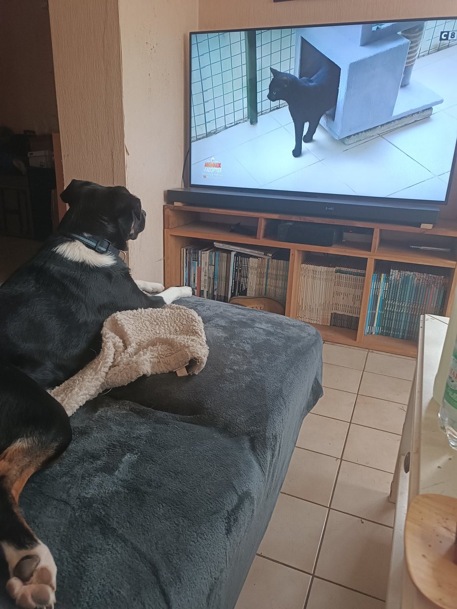 guivarch_eric's tweet photo. #animauxaadopter Salsa croisée Border Collie d'un an et demi passerai tout son dimanche à vous regarder. 😍😍😍 https://t.co/6sQXugdNlY