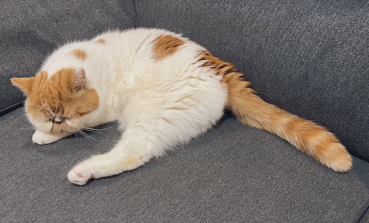 dj_chachamaru's tweet photo. 今日もおじいちゃんやね...👴
#猫
#エキゾチックショートヘア https://t.co/tfgivDQfLq